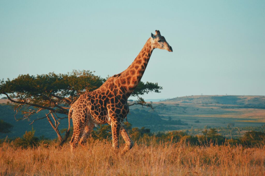 6 Meses de Intercâmbio na África do Sul